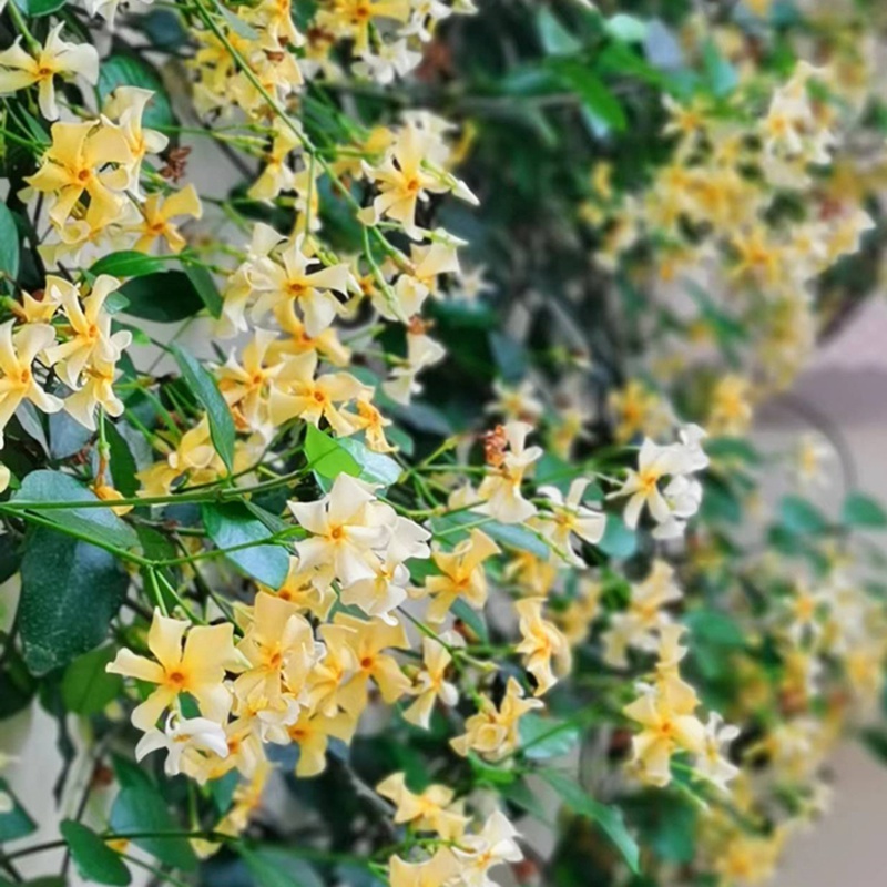 [黃色風(fēng)車茉莉]黃色風(fēng)車茉莉花期_批發(fā)價(jià)格
