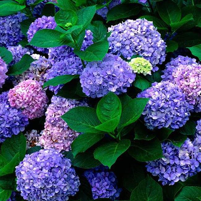 繡球花無(wú)盡夏夏季怎么澆水？
