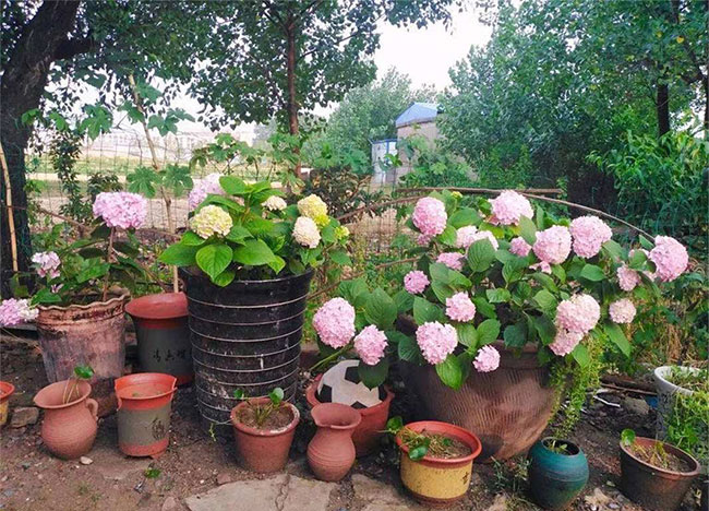 繡球花無(wú)盡夏夏季怎么澆水？