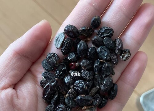 繡球花種子什么時(shí)候播種最好