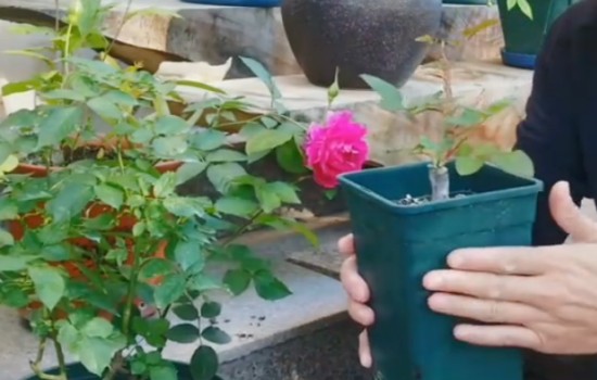 月季花配土可以用椰糠嗎