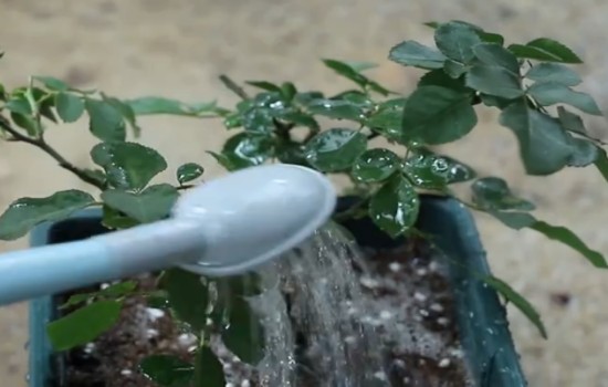 月季上盆后越來越蔫是什么原因，如何處理