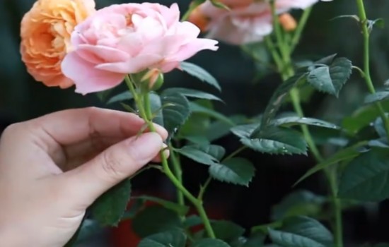 月季剛開花就枯萎是什么原因？
