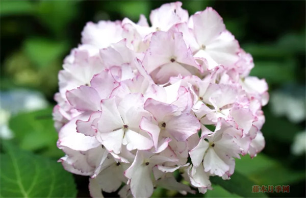 塞布麗娜繡球花怎么養(yǎng)？
