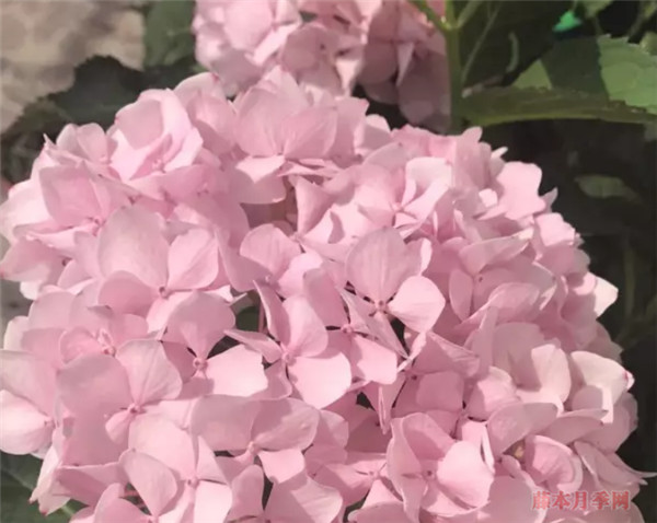 塞布麗娜繡球花怎么養(yǎng)？