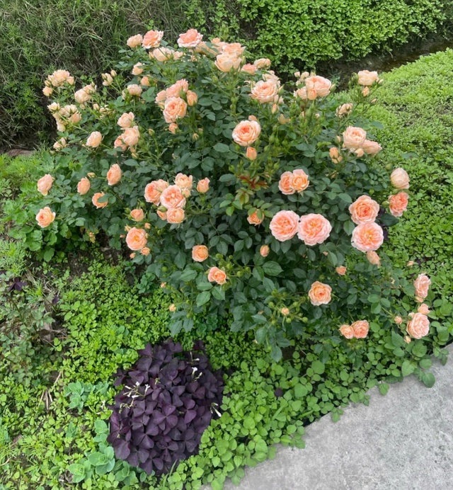 月季埋魚腸的原理及注意事項（附效果展示）