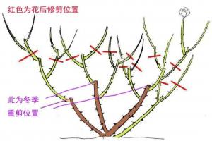 月季為什么要修剪 (月季修剪有哪些好處)