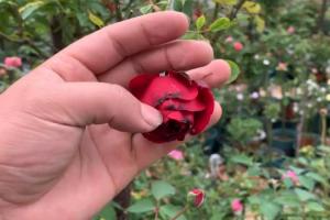 月季花朵焦邊是什么原因