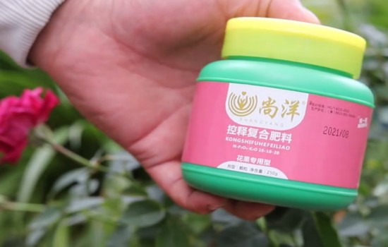 月季12月份能開花嗎？