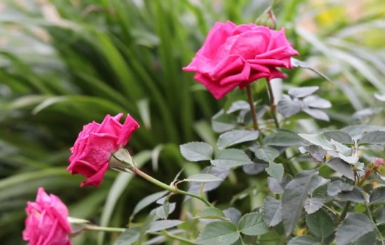 月季12月份能開花嗎？
