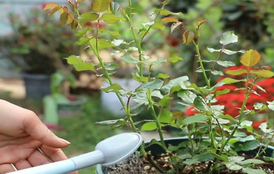月季長筍芽了怎么澆水施肥