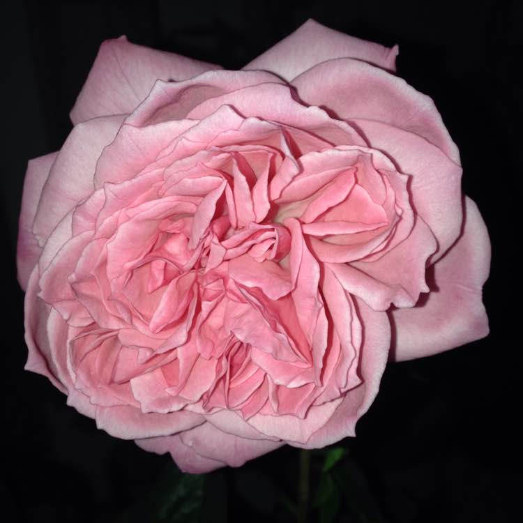 ?？ǖ戮S茨格曼Eckart Witzigmann