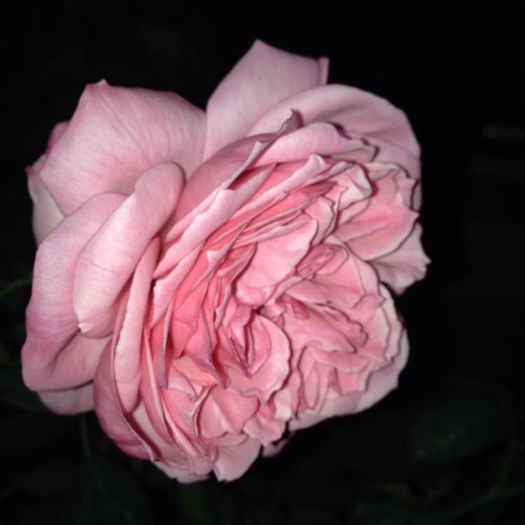 ?？ǖ戮S茨格曼Eckart Witzigmann