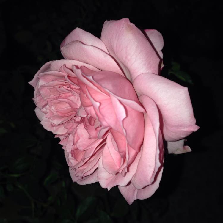 ?？ǖ戮S茨格曼Eckart Witzigmann
