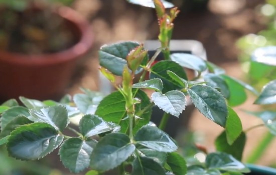月季花后修剪不發(fā)新芽怎么辦？