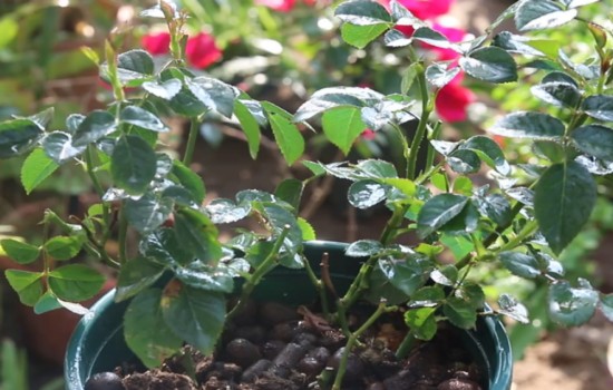 月季花后修剪不發(fā)新芽怎么辦？