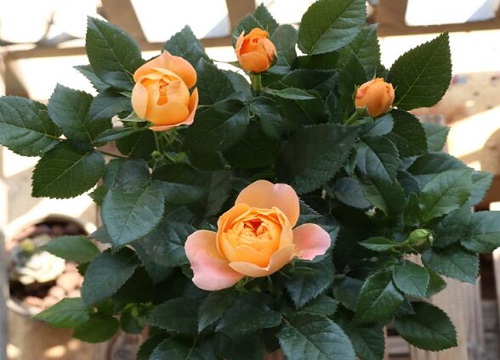 月季是喜陰還是喜陽植物？