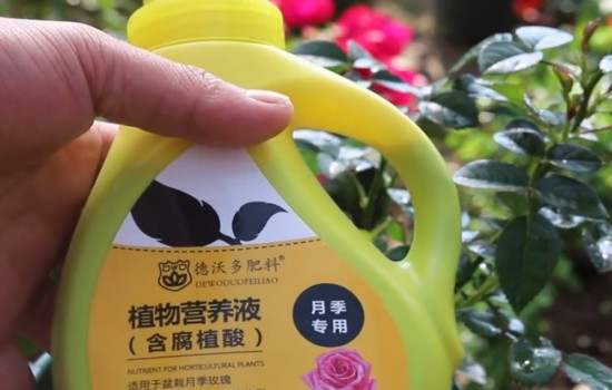 月季花后修剪不發(fā)新芽怎么辦？
