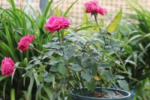 月季12月份能開花嗎？