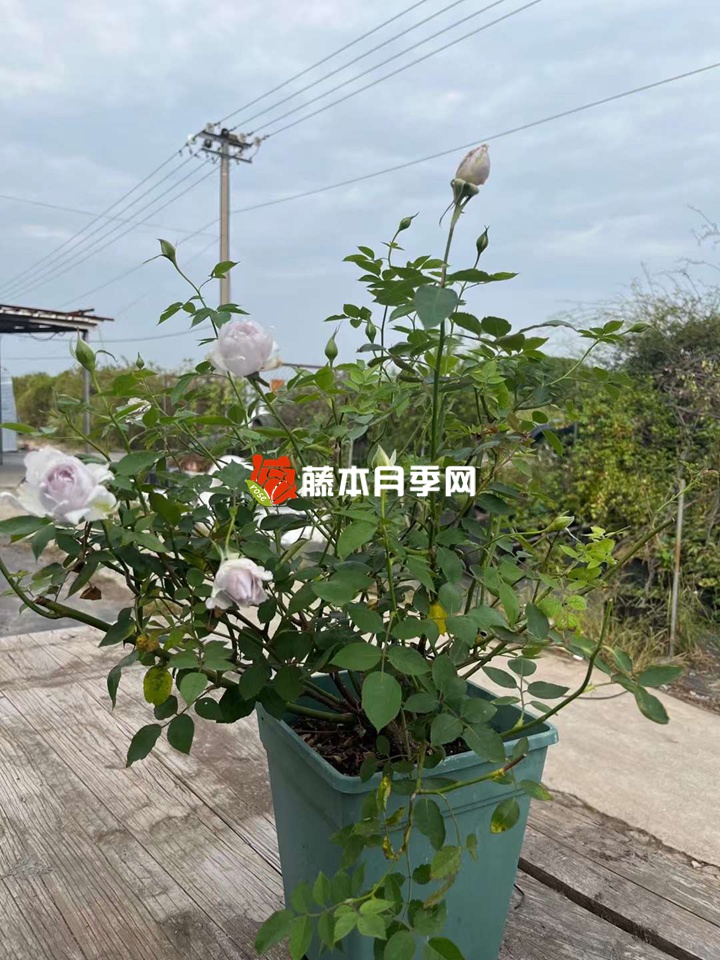 哪三種樹可以用來嫁接月季？