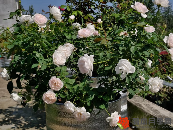 為什么種花要大苗大盆小苗小盆？