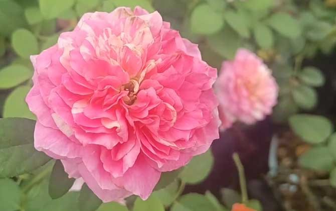 月季花葉子發(fā)黃枯萎是怎么回事？
