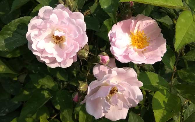 月季花葉子發(fā)黃枯萎是怎么回事？