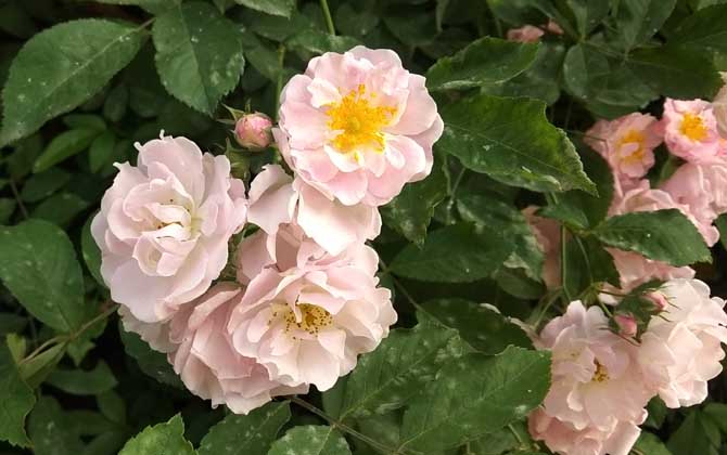 月季花葉子發(fā)黃枯萎是怎么回事？