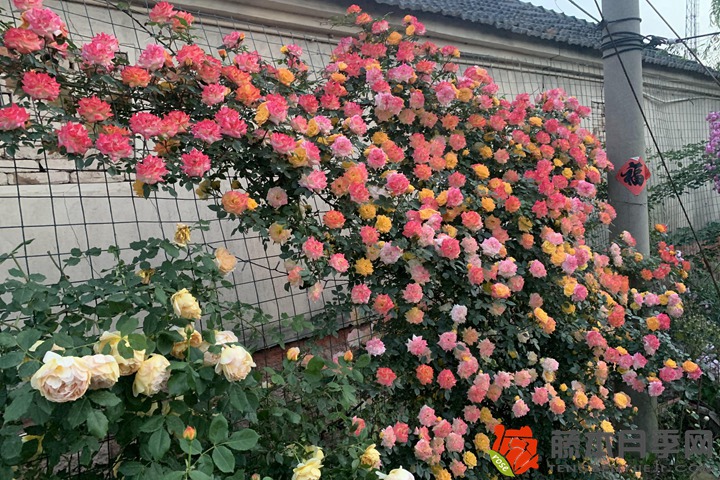 月季地栽好還是盆栽好？