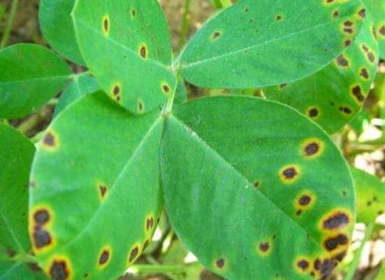 月季黑斑病怎么辦？燒毀病枝，噴施石硫合劑100倍液防治方法分享