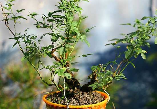 盆栽月季應怎樣過冬不被凍死