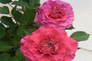 草藥月季是藤本還是灌木