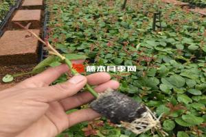 哪三種樹可以用來嫁接月季？