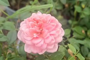 月季花葉子發(fā)黃枯萎是怎么回事？