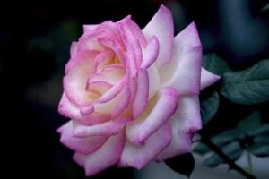 調(diào)控月季開(kāi)花期的一些技巧