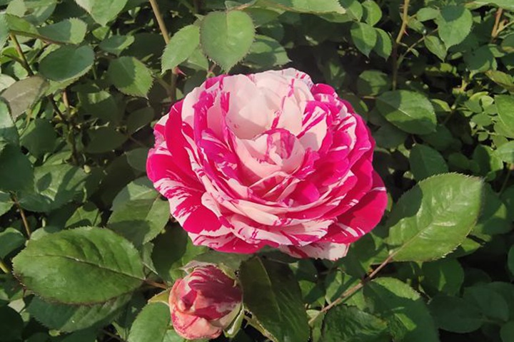 節(jié)日禮花月季的優(yōu)缺點