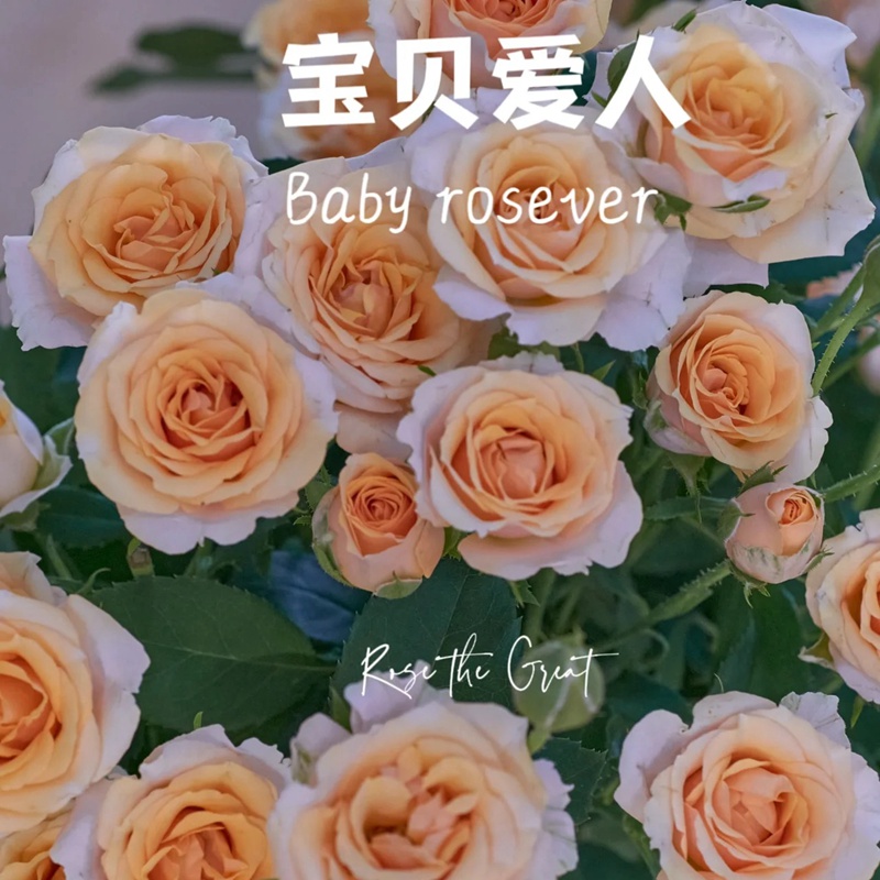 寶貝愛(ài)人 Baby Rosever