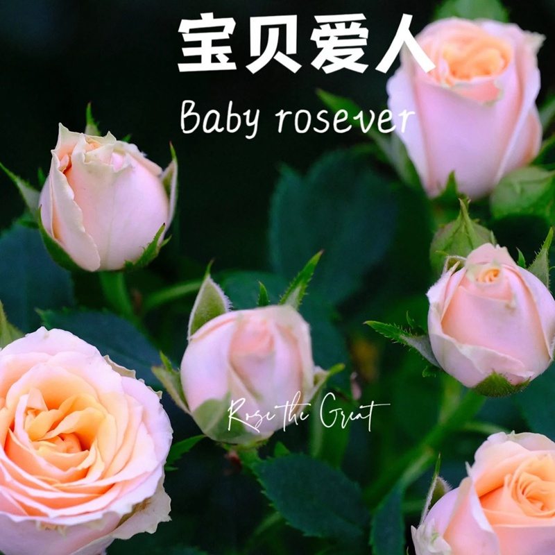 寶貝愛(ài)人 Baby Rosever