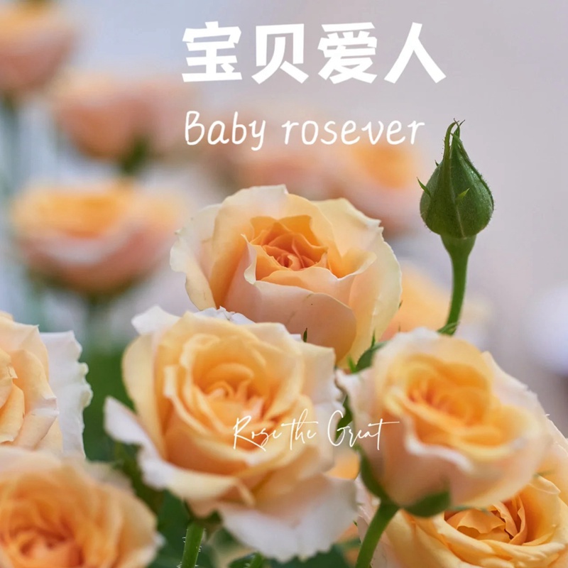 寶貝愛(ài)人 Baby Rosever