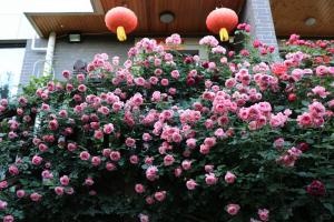 粉色達芬奇養(yǎng)護秘籍，極限數(shù)量爆花只需3步！