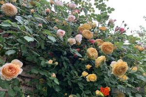 月季花是哪個(gè)城市的市花?