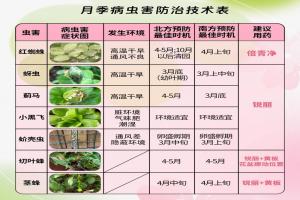 月季花長(zhǎng)了很多蟲(chóng)怎么辦