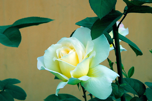 月季花盲枝原因有哪些，該如何處理
