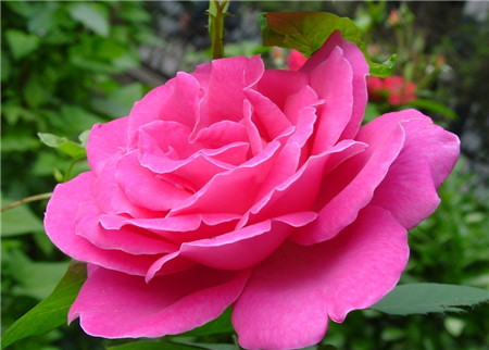 月季花盲枝原因有哪些，該如何處理