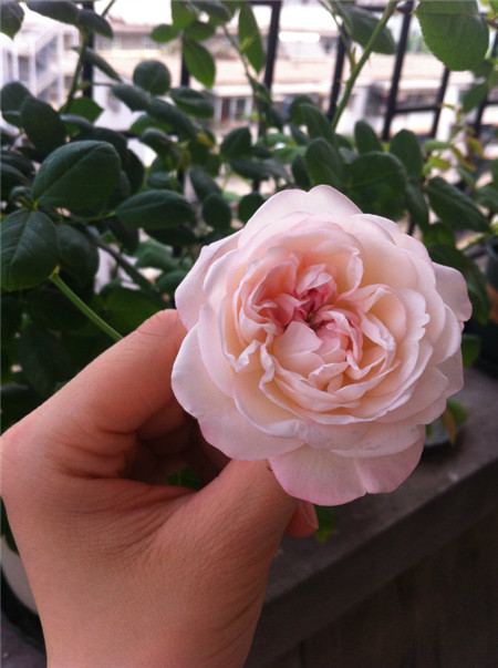 草莓杏仁餅 草莓杏仁餅