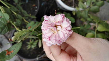 薰衣草花環(huán)而
