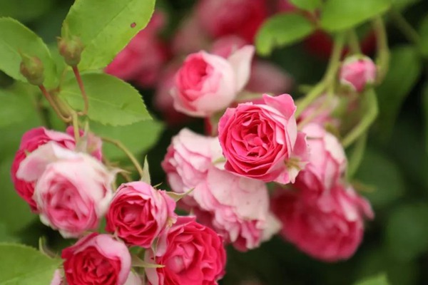胭脂扣月季一年開(kāi)幾次花，值不值得入手？