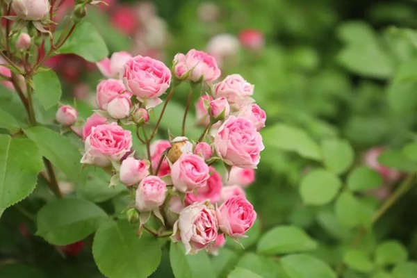 胭脂扣月季一年開(kāi)幾次花，值不值得入手？