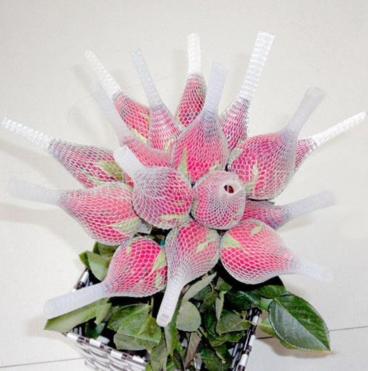 艾莎玫瑰怎么才能開(kāi)大花