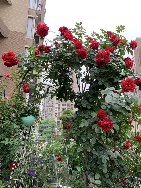 佛羅倫蒂娜月季一年開(kāi)幾次花？